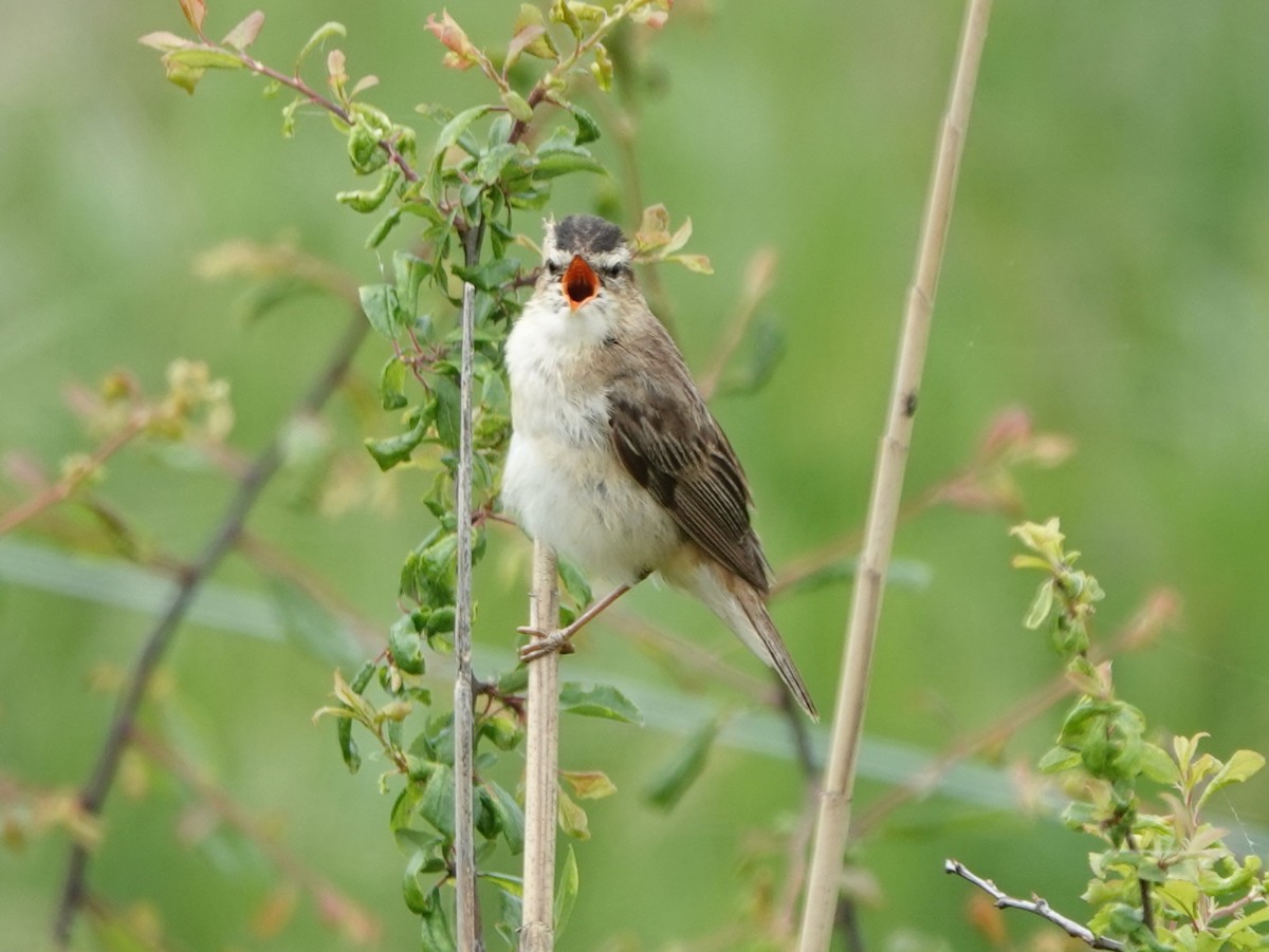 Sedge Warbler - Werner Schreilechner