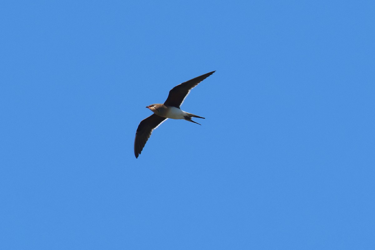 Collared Pratincole - Fabrice Schmitt