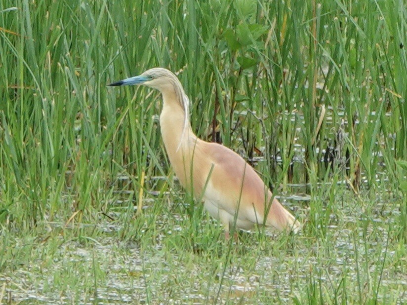 Squacco Heron - Werner Schreilechner