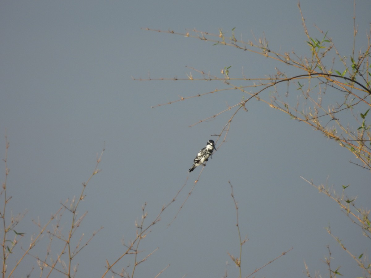 Pied Kingfisher - Rahul Kumaresan