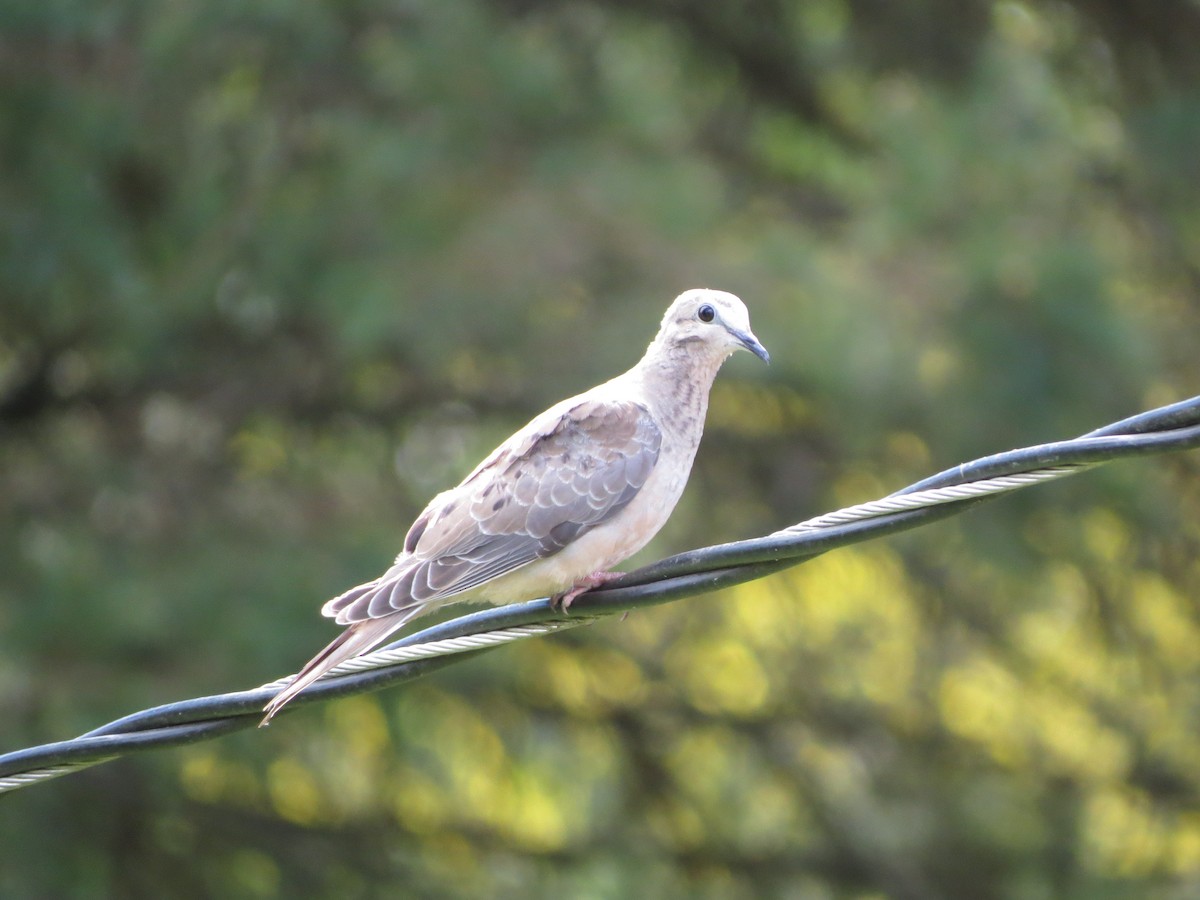 Mourning Dove - ML619222035