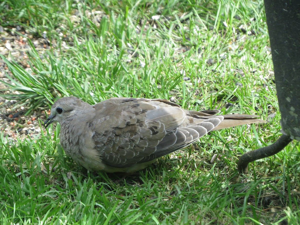 Mourning Dove - ML619222037