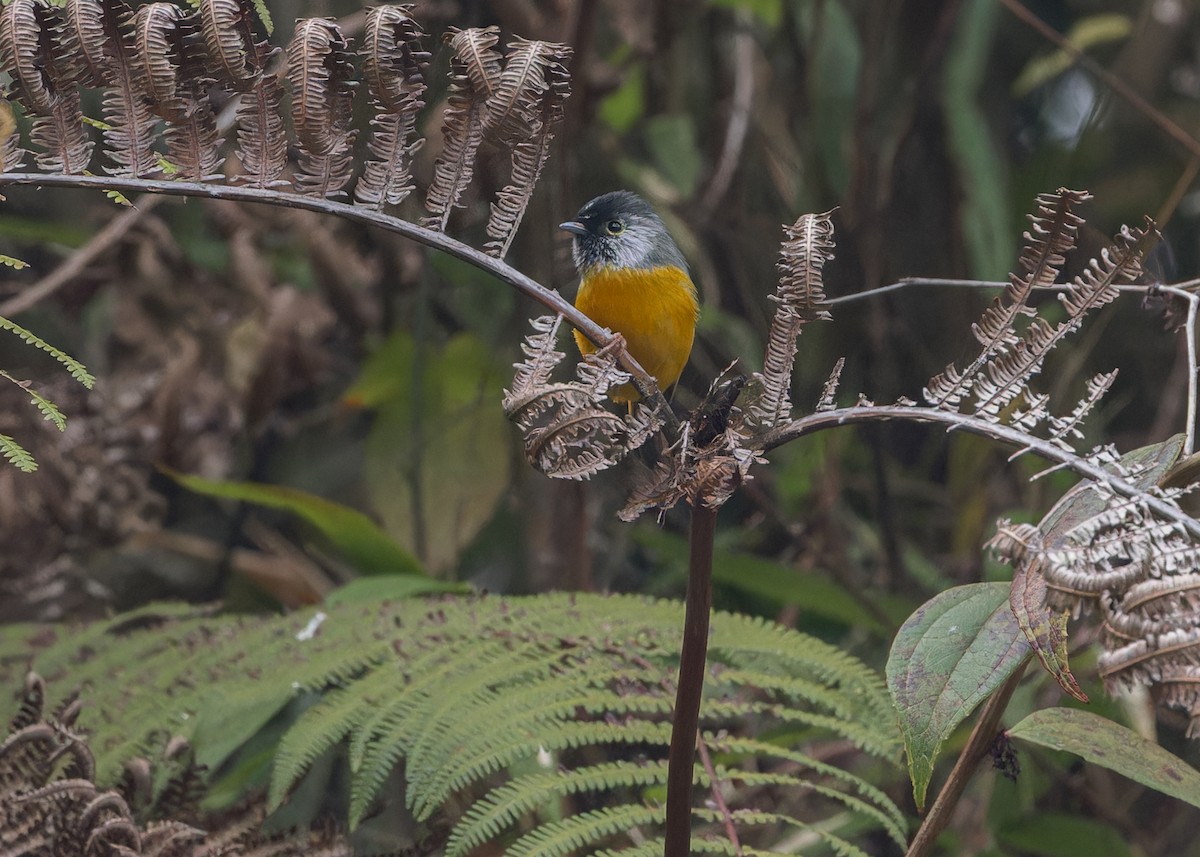 Golden-breasted Fulvetta - Ma Yan Bryant