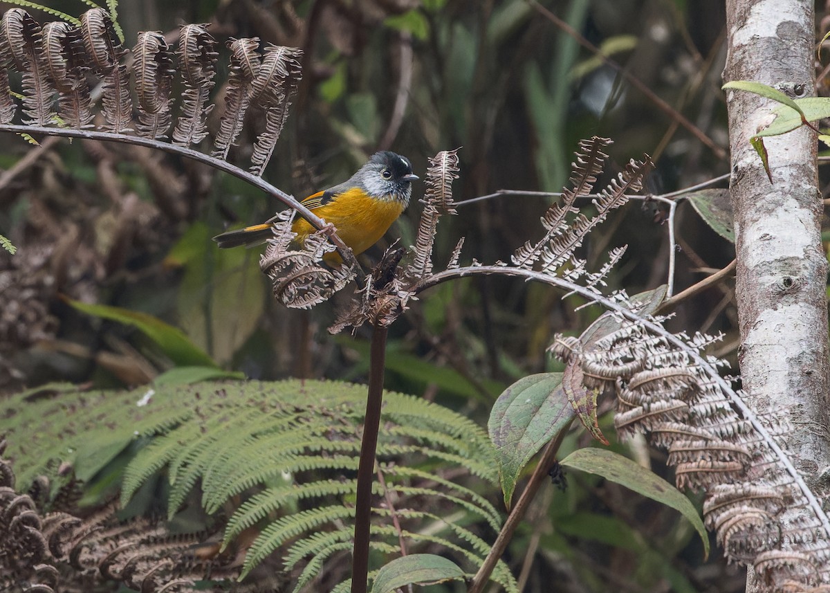 Golden-breasted Fulvetta - Ma Yan Bryant