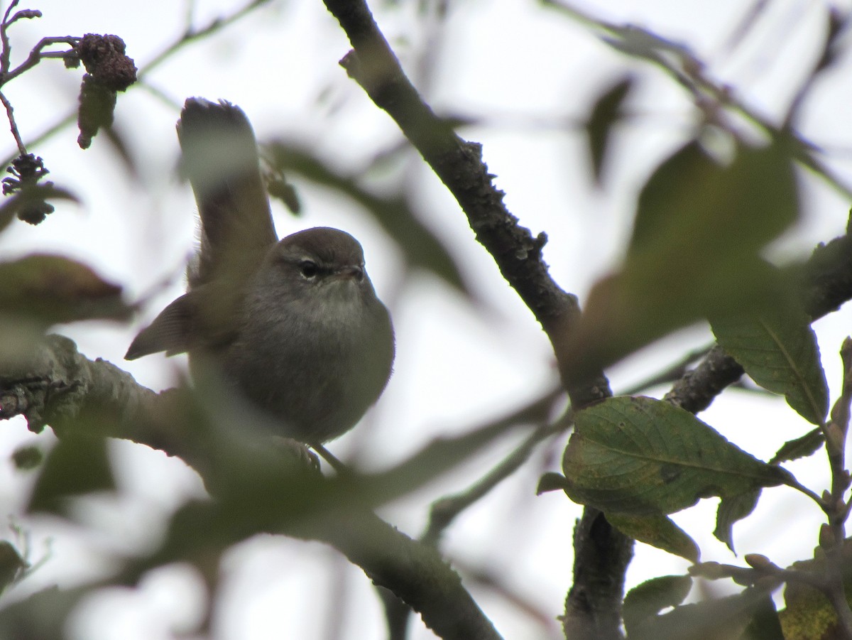 Cetti's Warbler - Peter Milinets-Raby