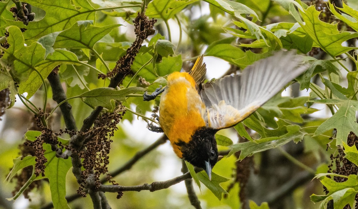 Baltimore Oriole - Wendy Miller