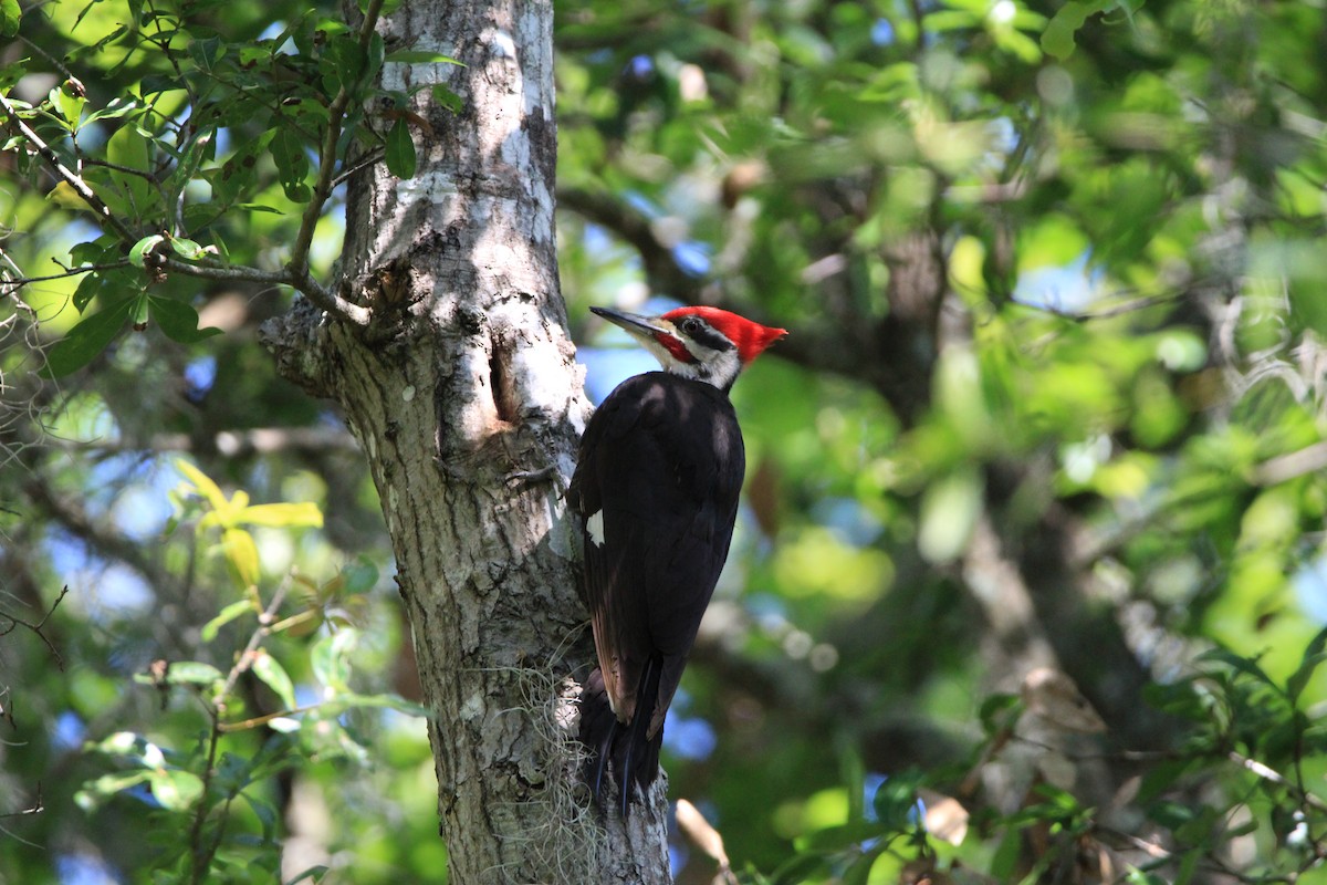 Pileated Woodpecker - Jessica D