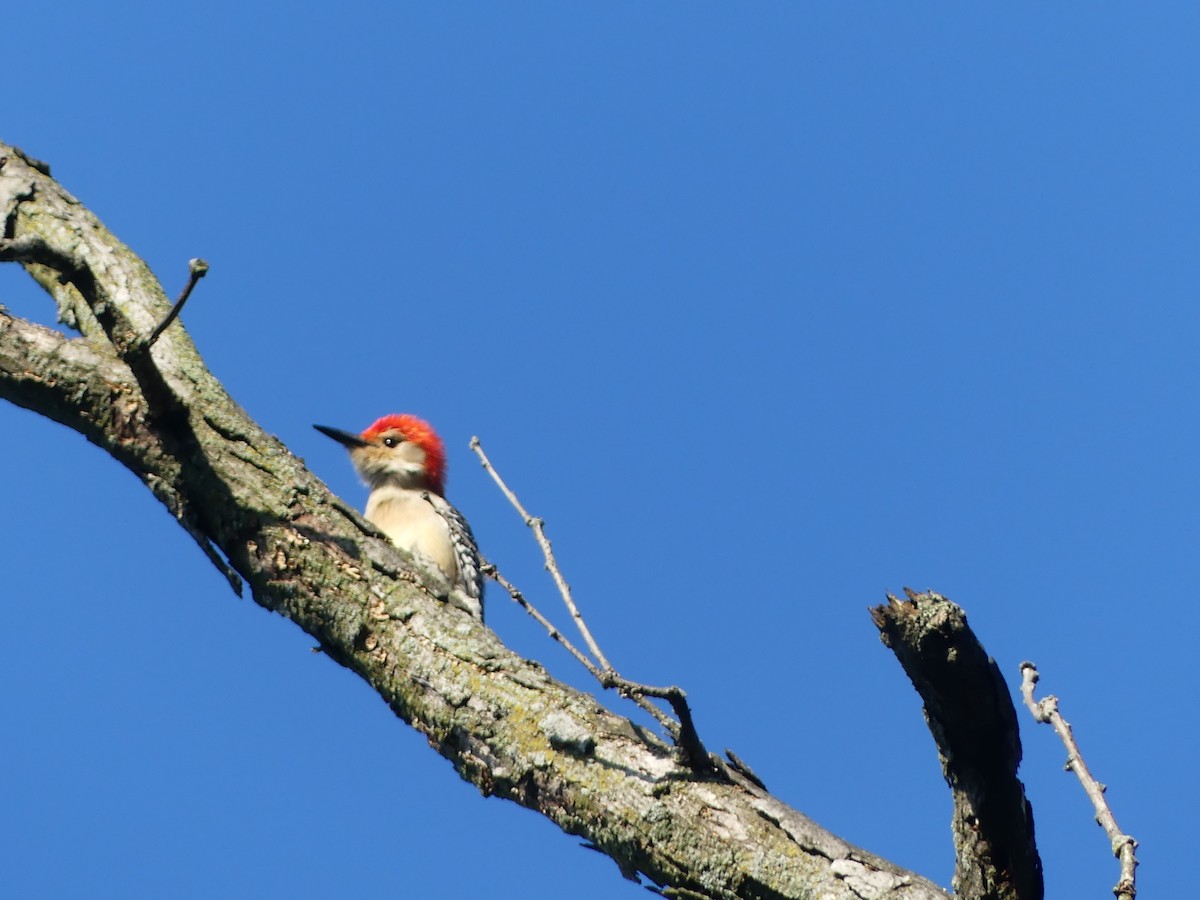 Red-bellied Woodpecker - ML619222068