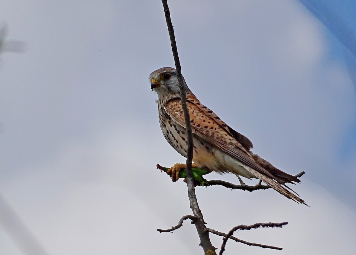 Eurasian Kestrel - ML619222079