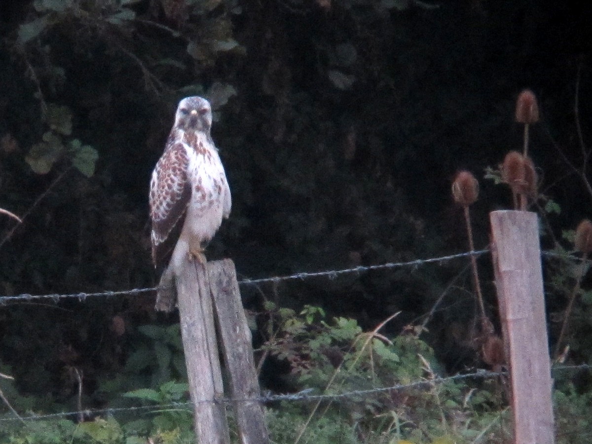 Common Buzzard - Peter Milinets-Raby