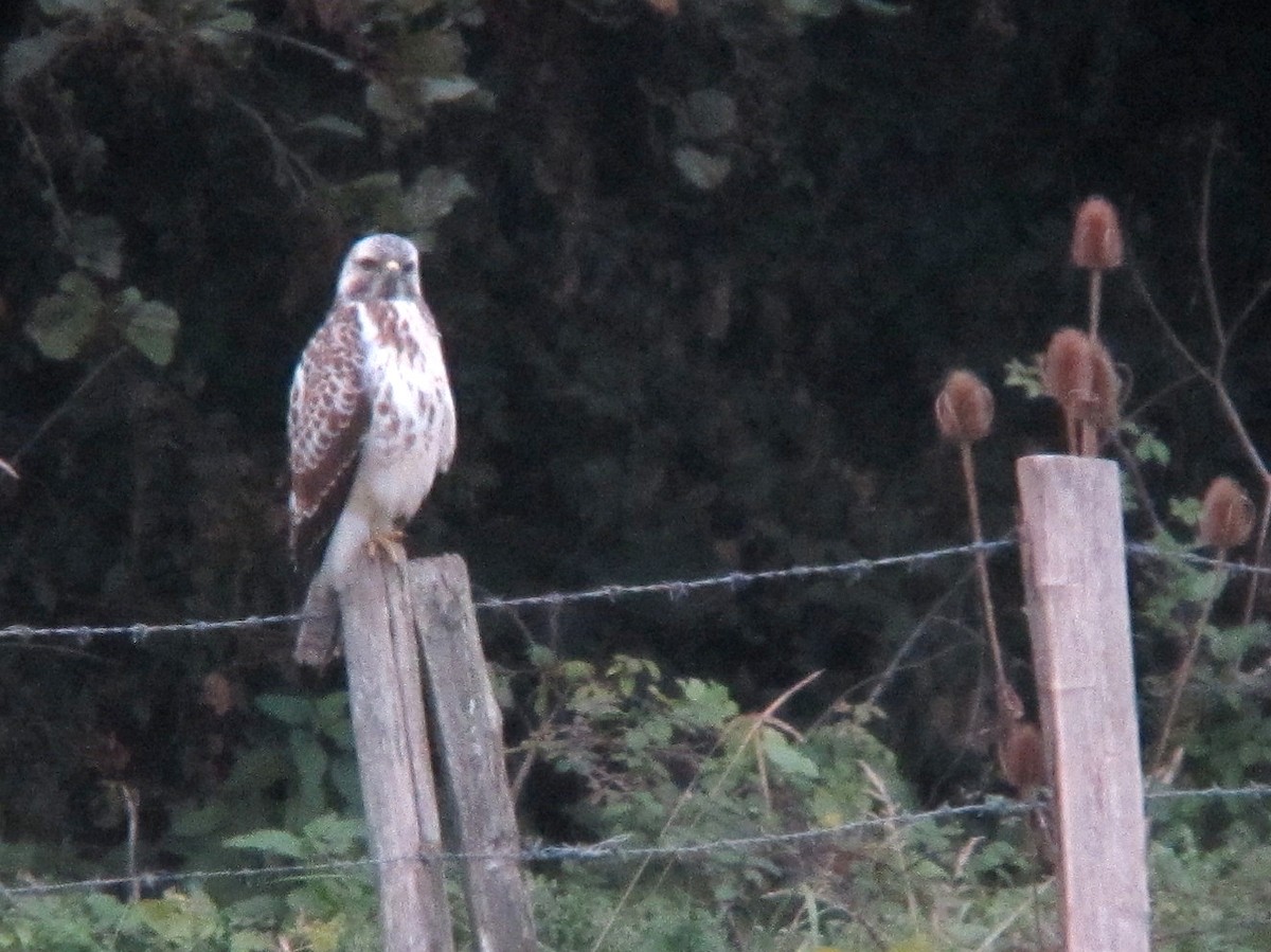 Common Buzzard - Peter Milinets-Raby