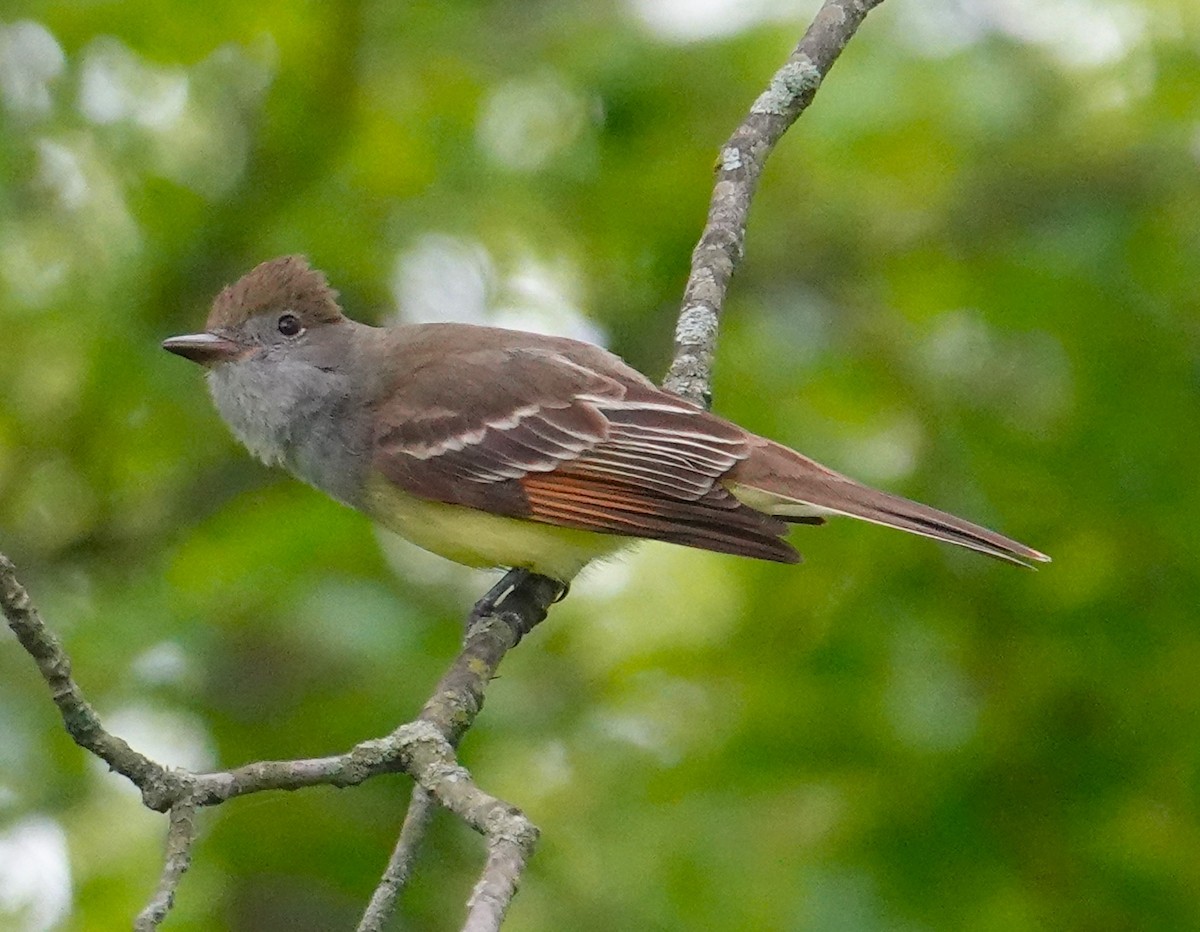 Great Crested Flycatcher - ML619222085