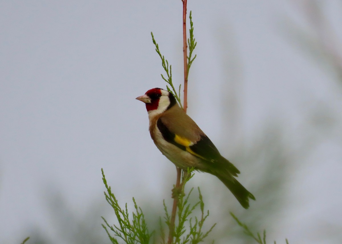 European Goldfinch - Guy Poisson