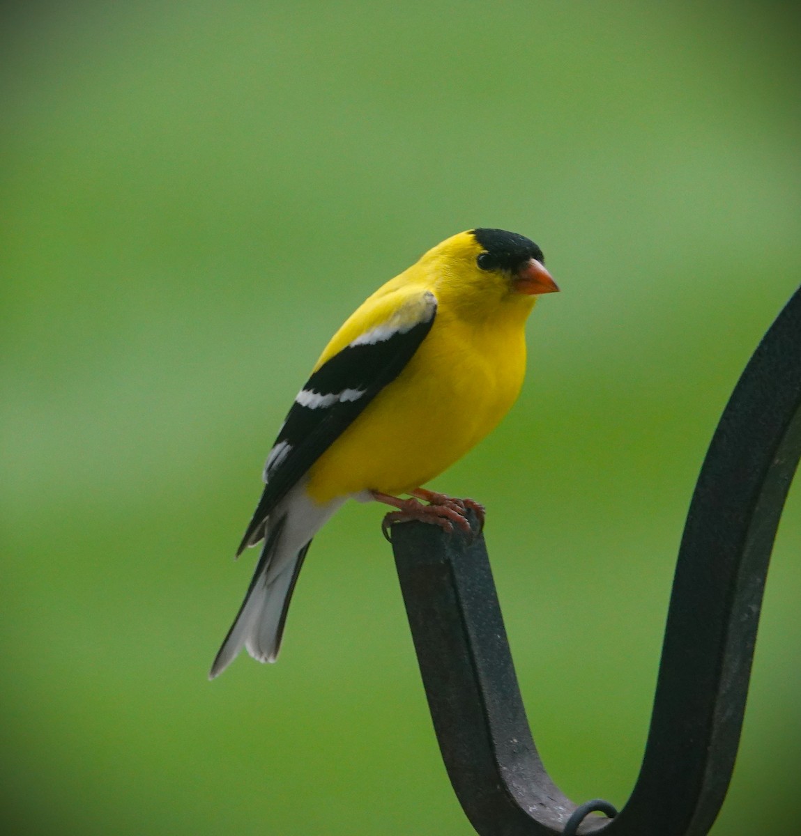 American Goldfinch - Brian Lineaweaver