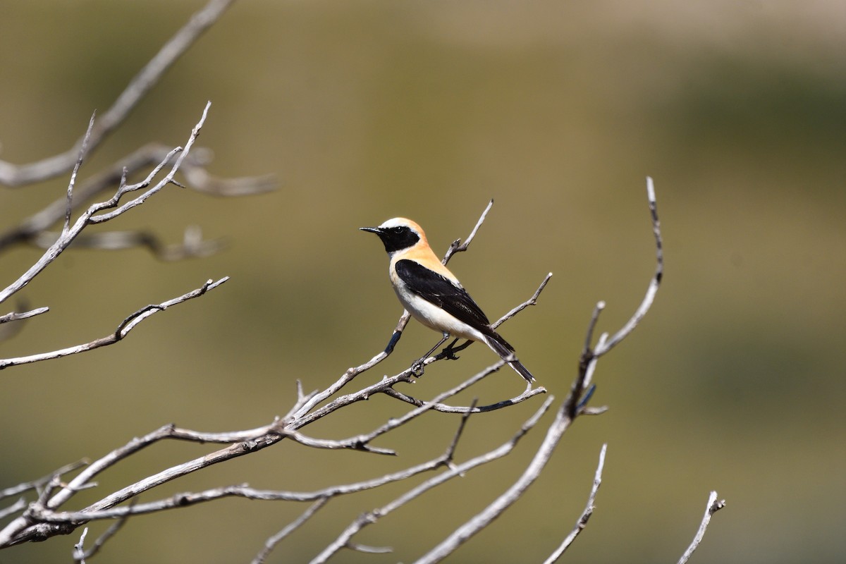 Western Black-eared Wheatear - ML619222113