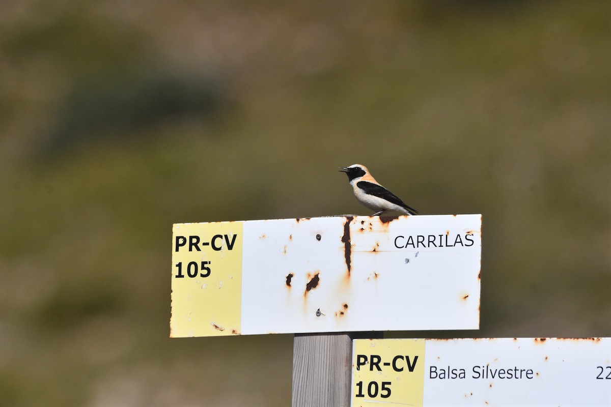 Western Black-eared Wheatear - Alejandro Gómez Vilches