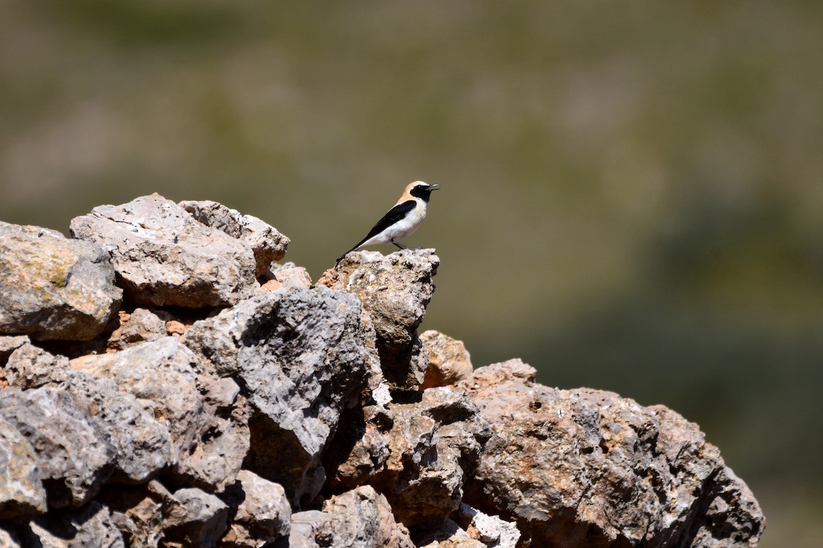 Western Black-eared Wheatear - ML619222116