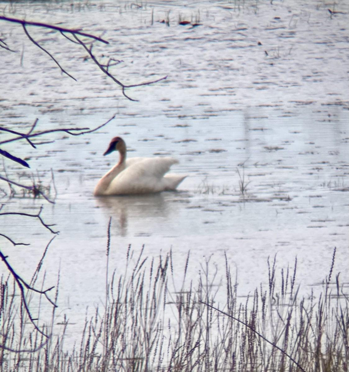 Trumpeter Swan - Always An Adventure Inc. Team