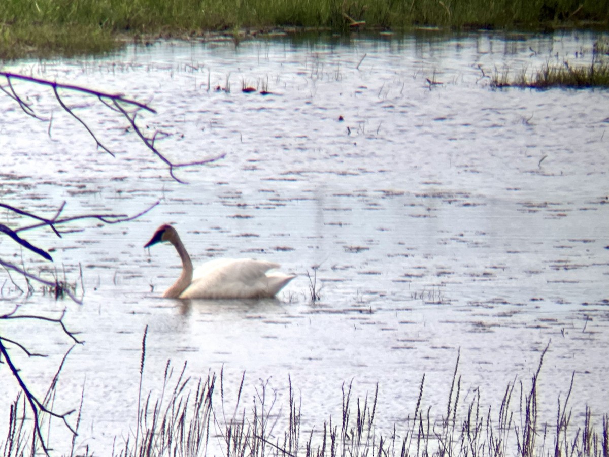 Trumpeter Swan - Always An Adventure Inc. Team