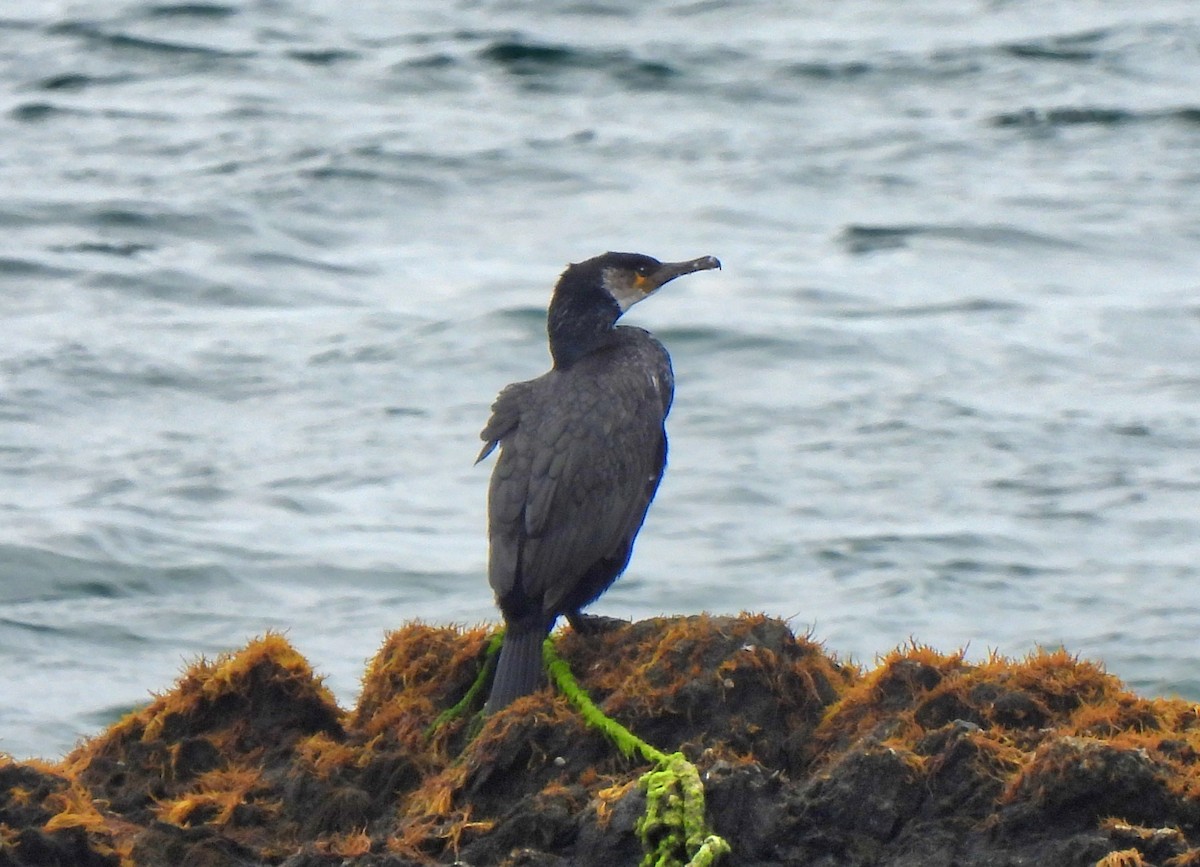 Japanese Cormorant - ML619222126