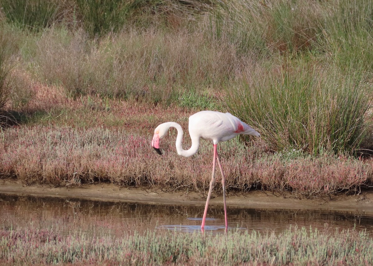 Greater Flamingo - Guy Poisson
