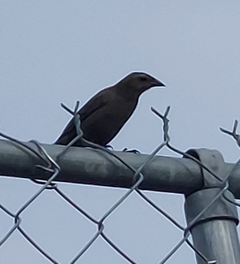 Shiny Cowbird - Gail Woon