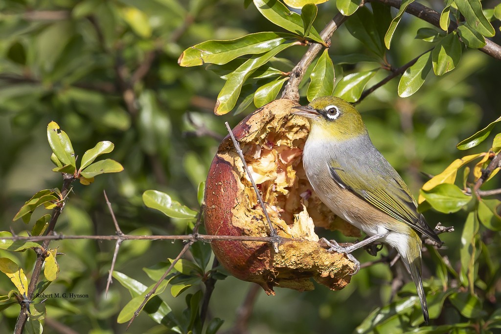 Silvereye - Robert Hynson