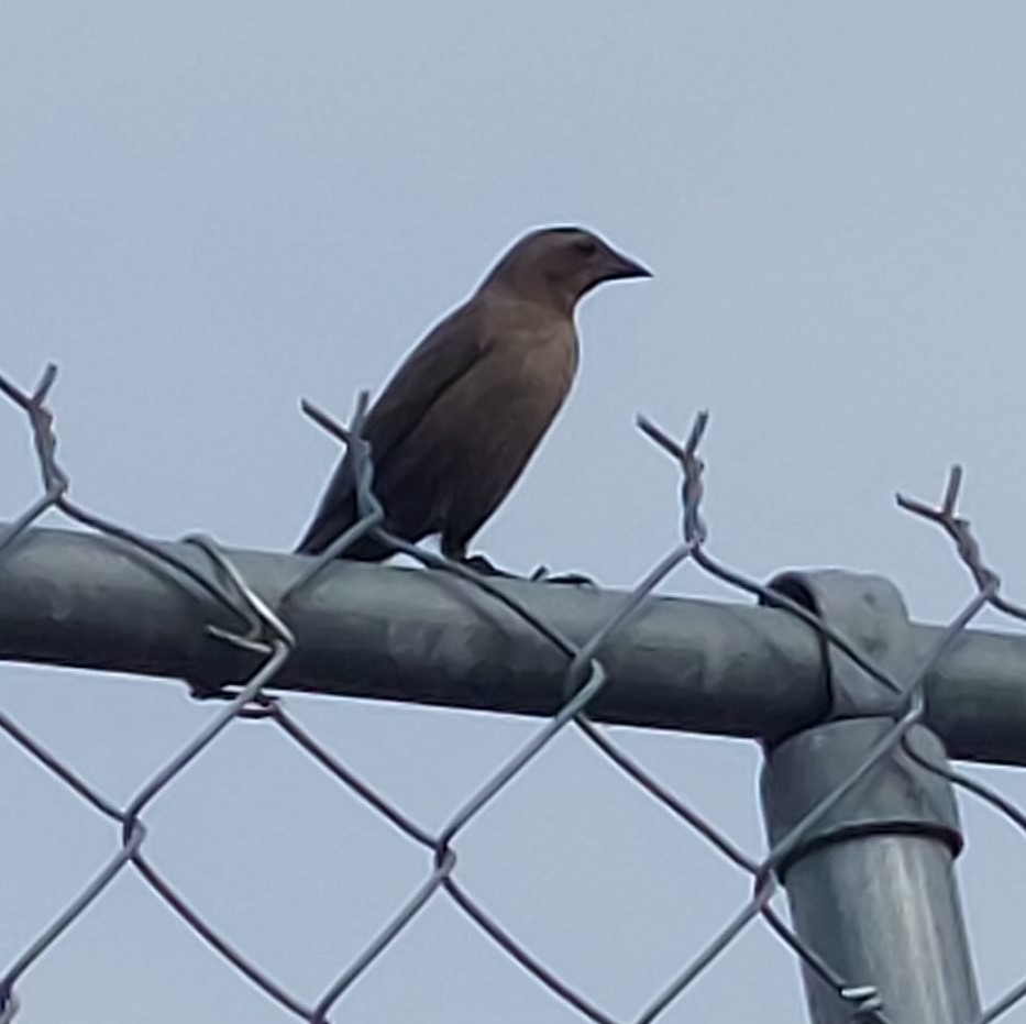 Shiny Cowbird - Gail Woon