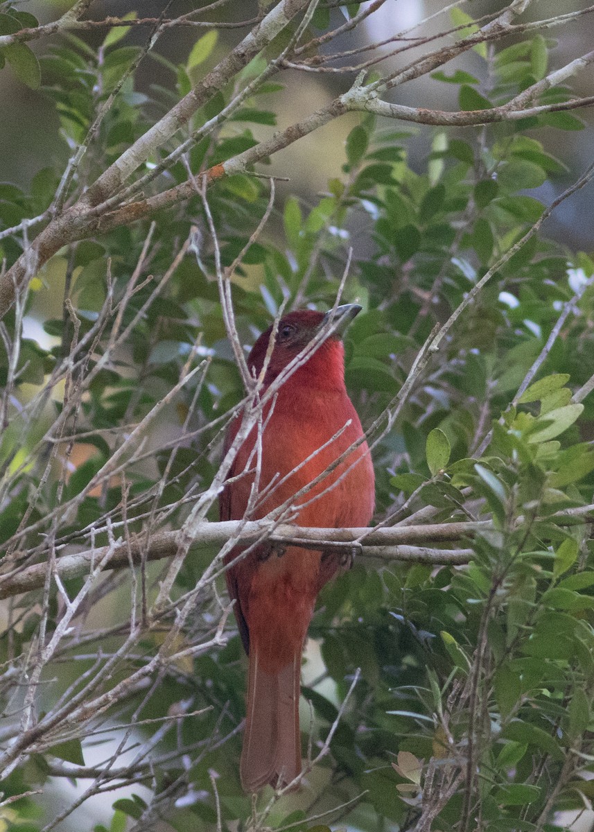 Hepatic Tanager - Tim Harrop