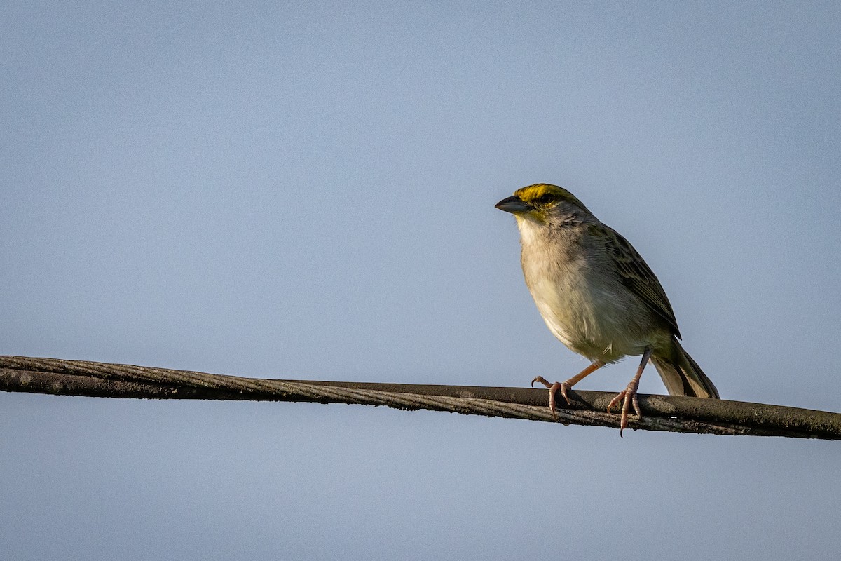 Yellow-browed Sparrow - Susan Brickner-Wren