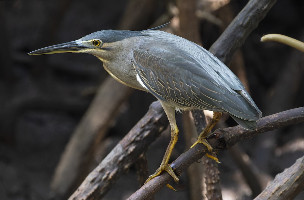 Striated Heron - ML619222147