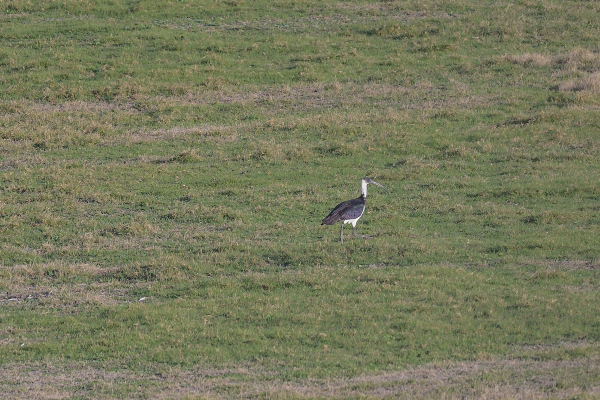 Straw-necked Ibis - ML619222148
