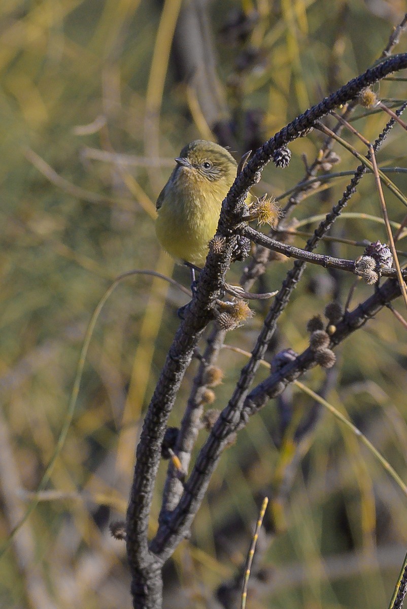 Yellow Thornbill - ML619222157