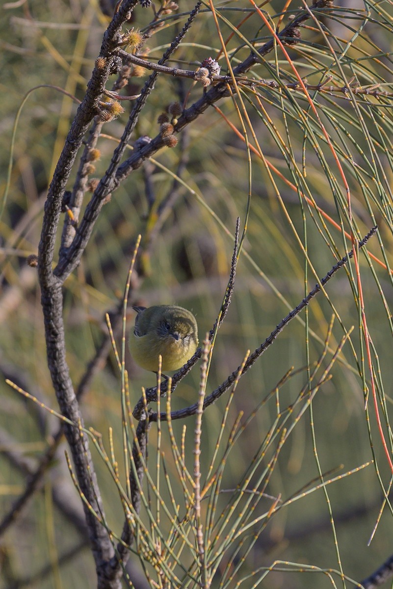 Yellow Thornbill - ML619222158