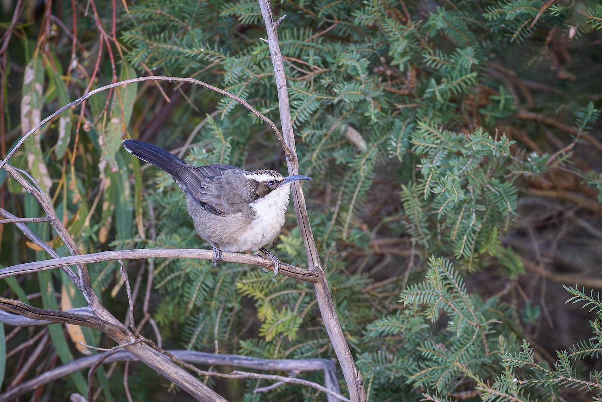White-browed Babbler - ML619222160