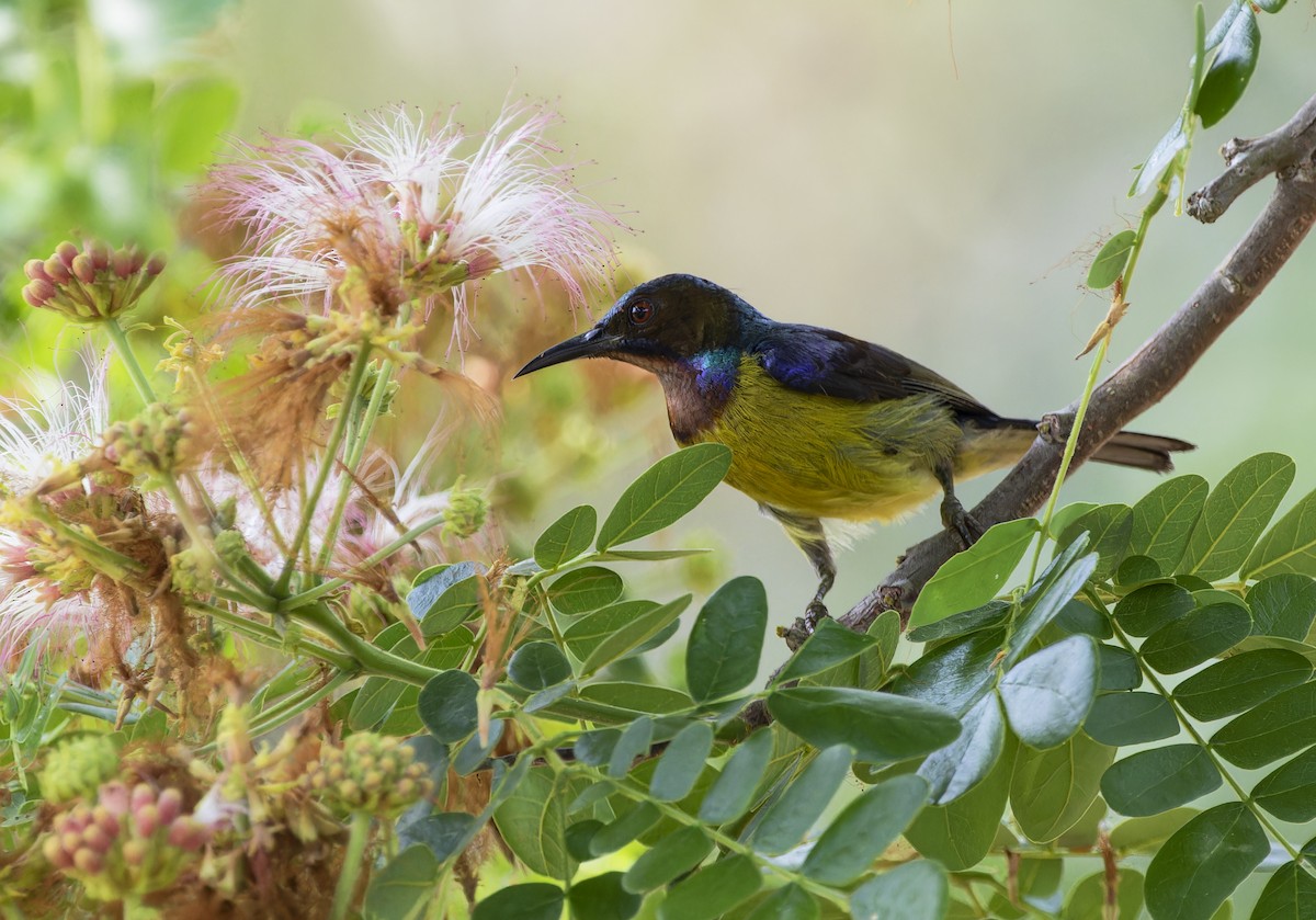 Brown-throated Sunbird - ML619222164