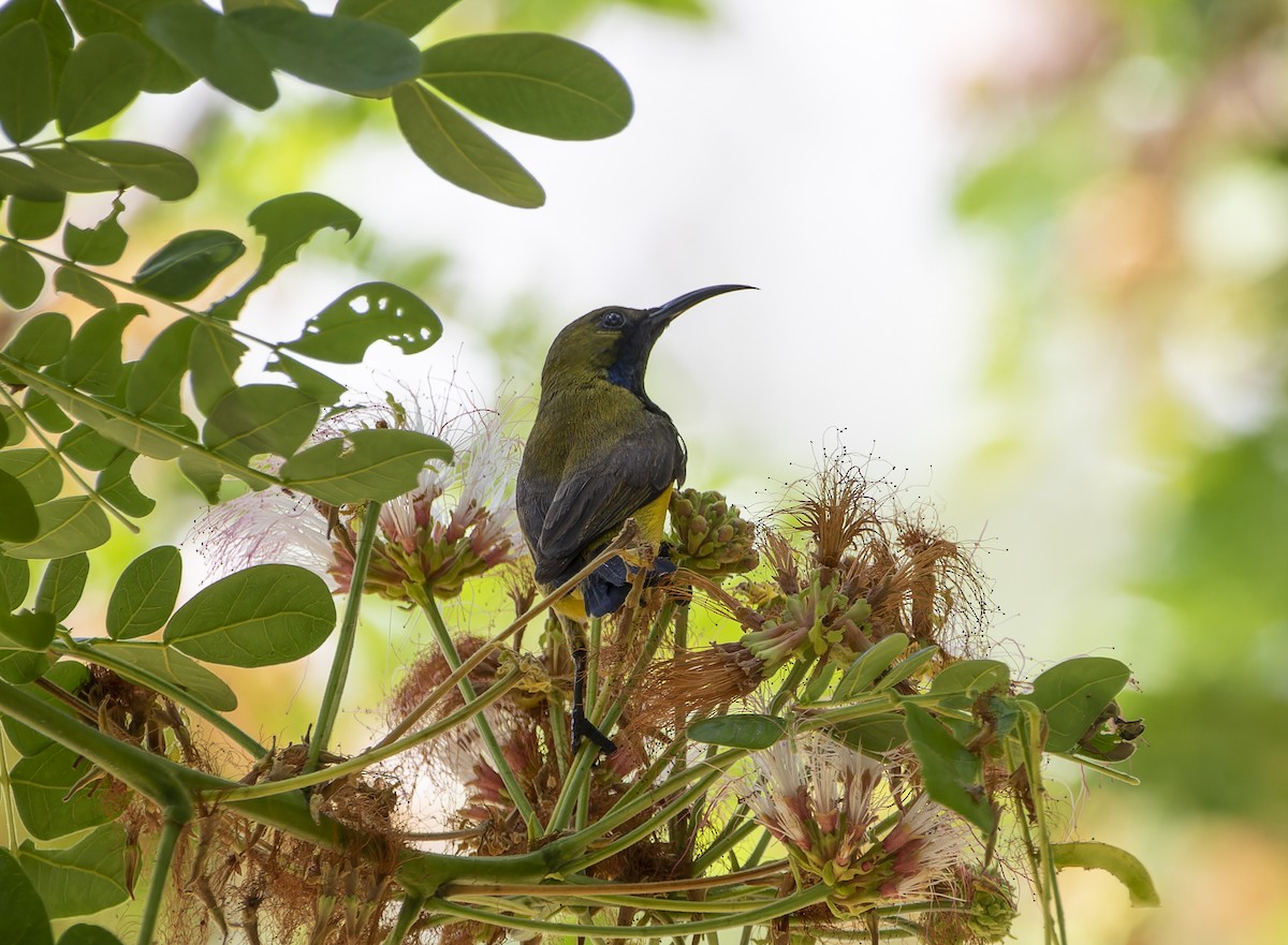 Ornate Sunbird - ML619222168