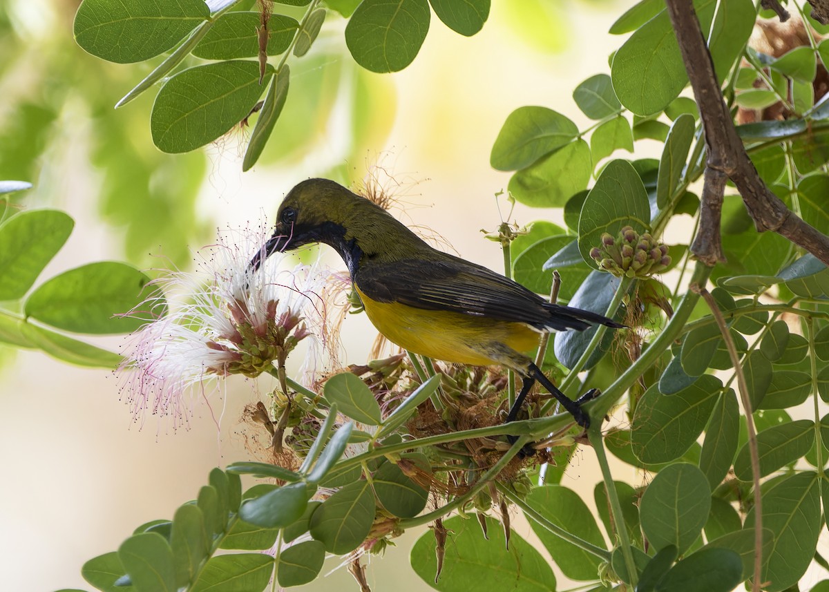 Ornate Sunbird - ML619222171