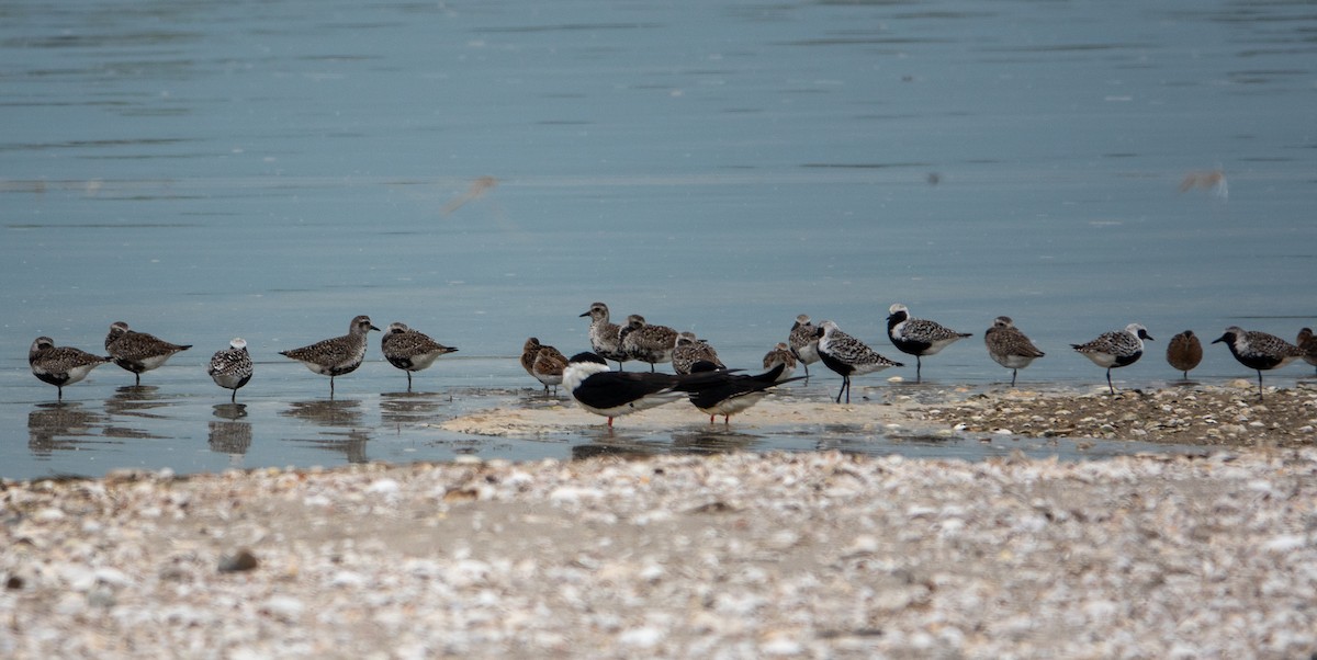 Black-bellied Plover - Paul  McPartland