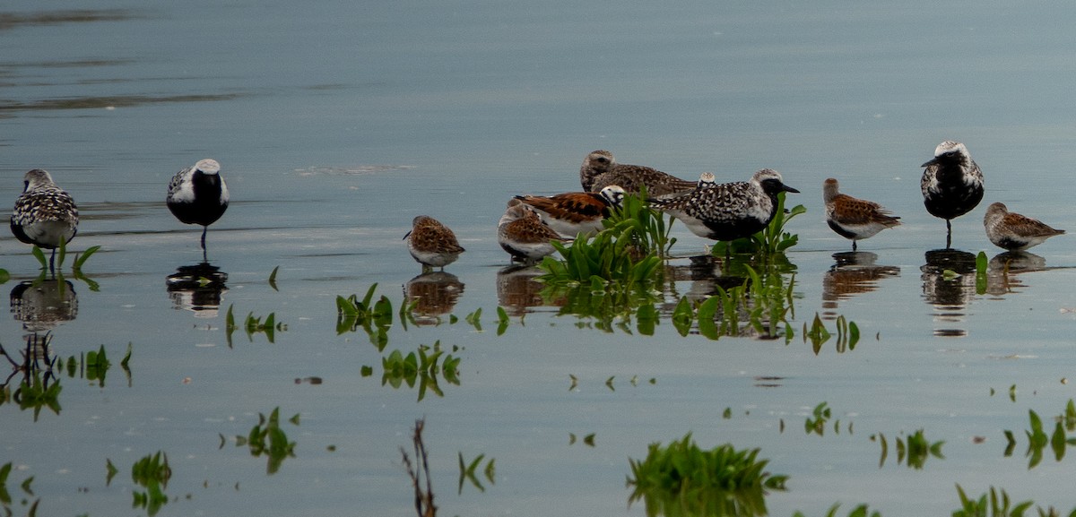 Black-bellied Plover - Paul  McPartland