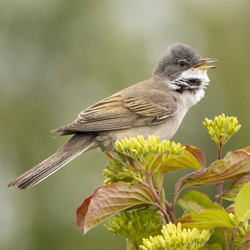 Greater Whitethroat - Yuriy Pitchuk