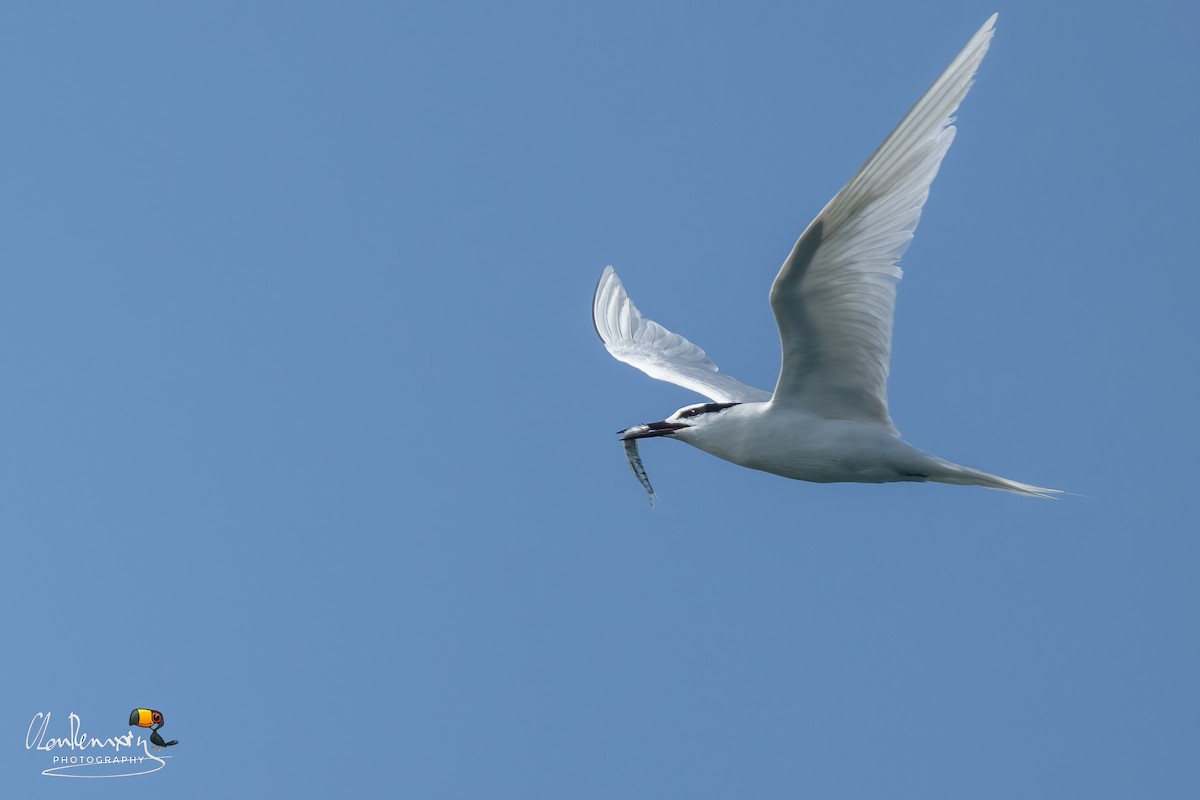 Black-naped Tern - Ah Heng