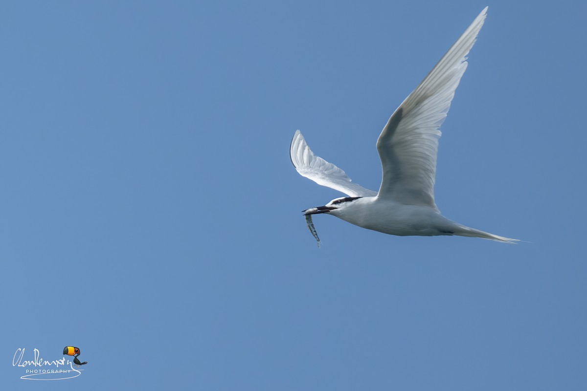 Black-naped Tern - ML619222189