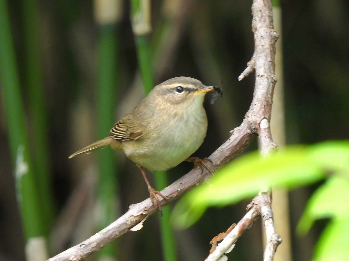 Dusky Warbler - Young Gul Kim