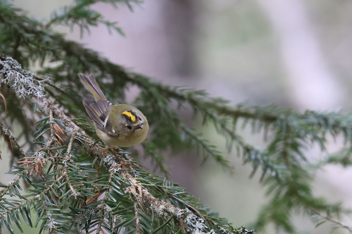 Goldcrest - ML619222221