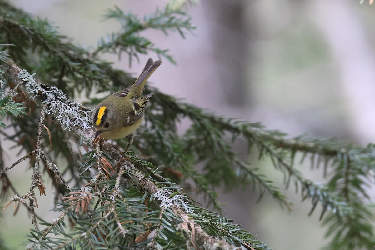 Goldcrest - ML619222223