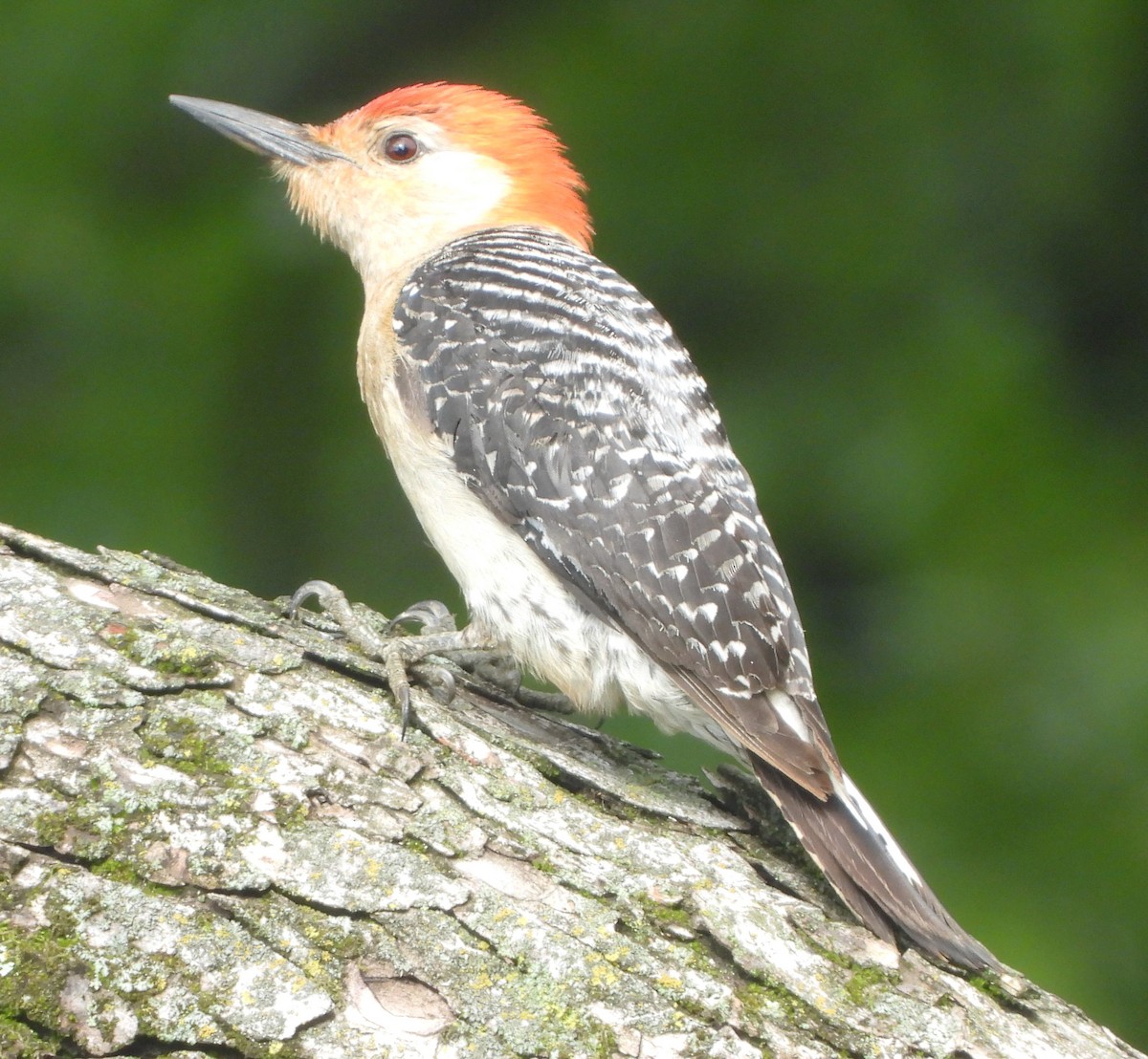 Red-bellied Woodpecker - Shiela Shallcross