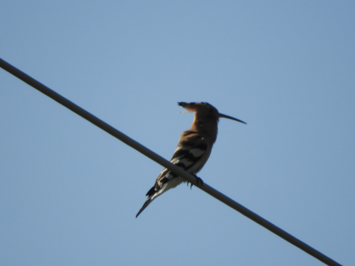 Eurasian Hoopoe - Miroslav Mareš