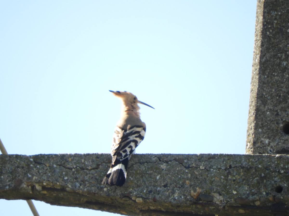 Eurasian Hoopoe - Miroslav Mareš