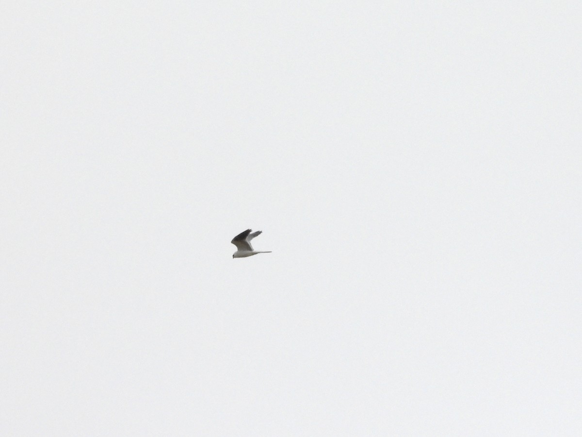 White-tailed Kite - Christine Hogue